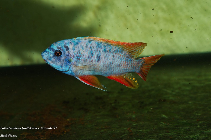 Labeotropheus fuelleborni 'Mitande Reef (Rocks)'